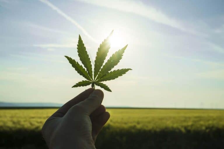UK Cannabis Legalisation