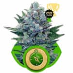 Northern Lights Royal Queen Seeds